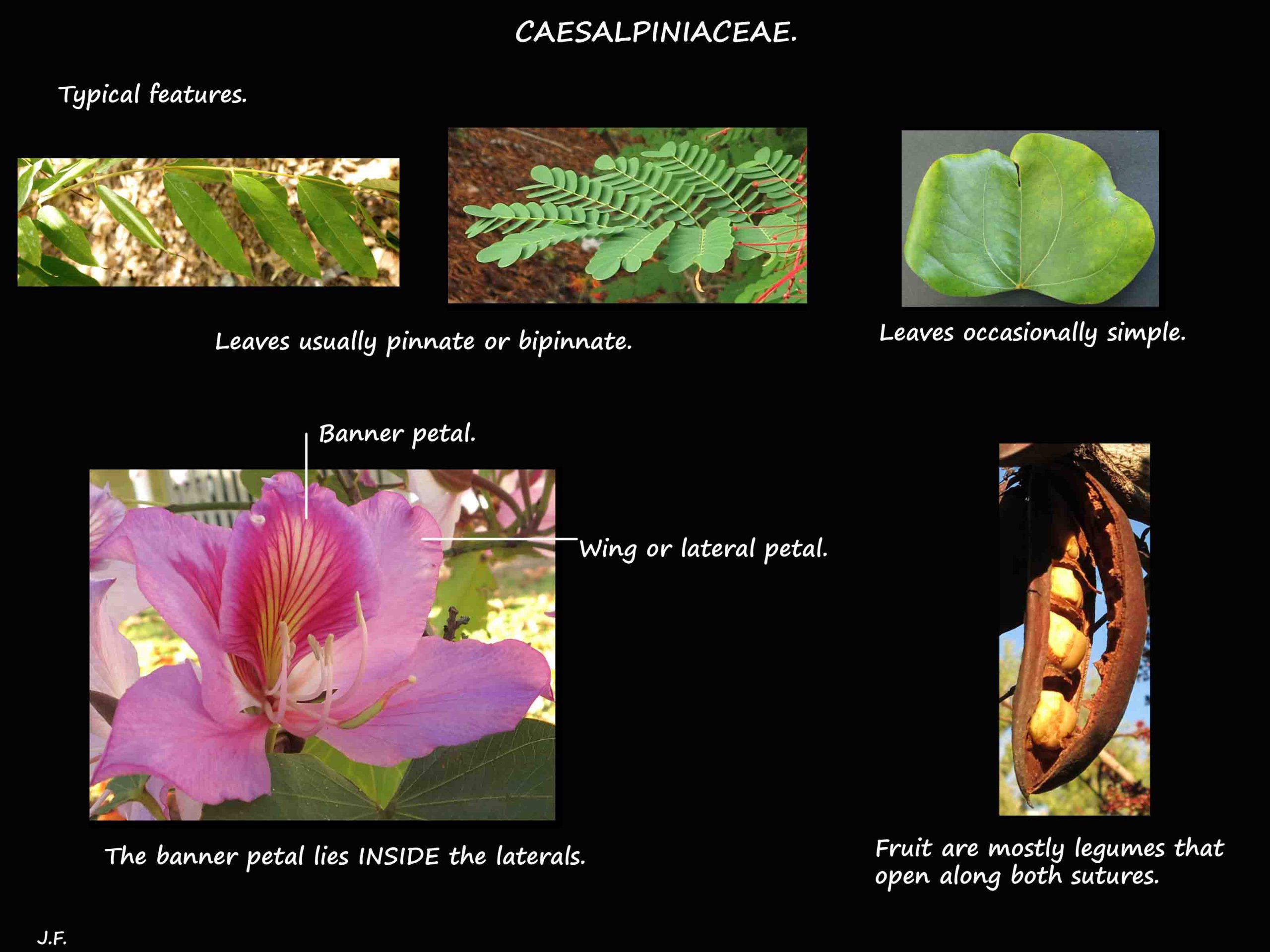 1 Caesalpiniaceae features